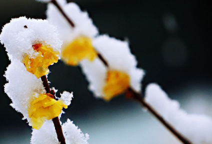 雪水浇花好不好1