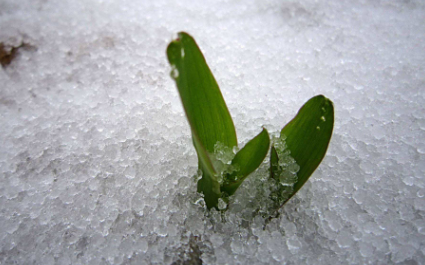 雪水浇花好不好2