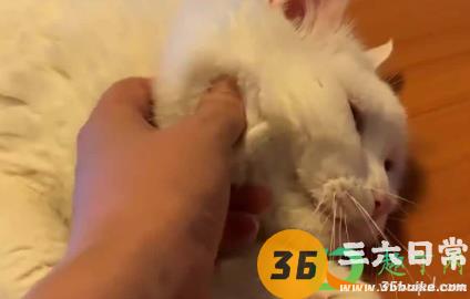 猫咪黑下巴用什么洗4