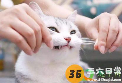 猫咪下巴有红色斑是怎么了2