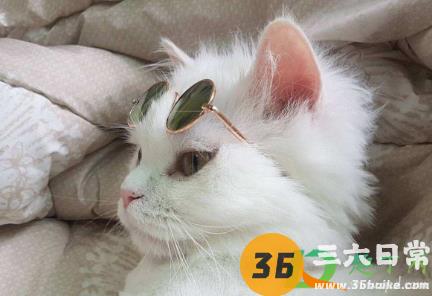 猫鼻支后遗症怎么恢复1