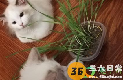 幼猫什么时候开始吃猫草4