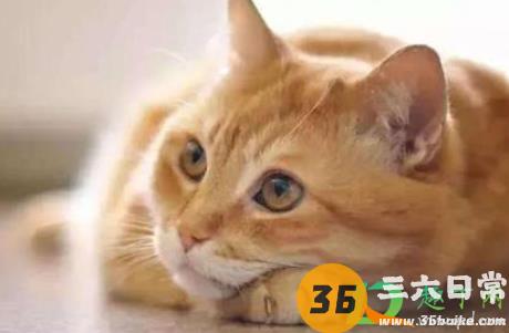 猫咪太闹腾了怎么调教1