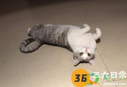 猫咪会热中暑吗4