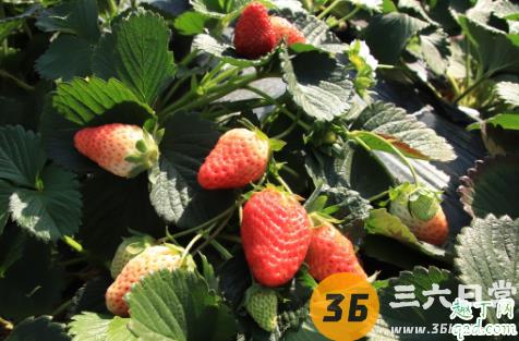 5月份种草莓成活率高吗 种植草莓哪些事项时要注意的1