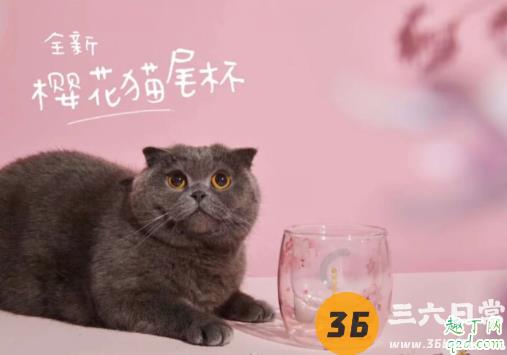 2020星巴克樱花猫尾杯多少钱一个 星巴克樱花猫尾杯怎么买1