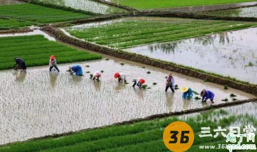 谷雨每年都是4月20日吗 每年的谷雨是同一天吗5