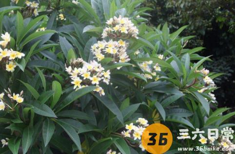 鸡蛋花烂根是怎么回事 鸡蛋花烂根后怎么才能救活2