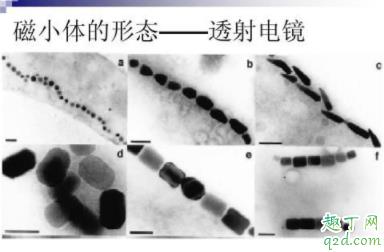 家养鸽子会传染冠状病毒吗 疫情期间能不能吃鸽子4