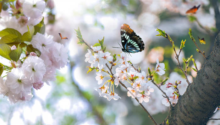 盛夏是指几月份