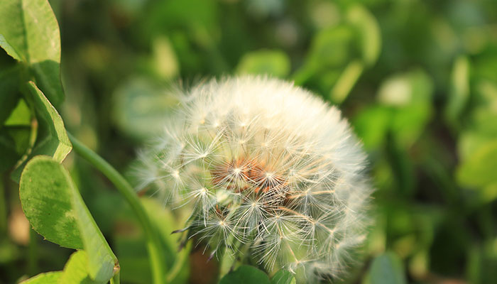 蒲公英的花语